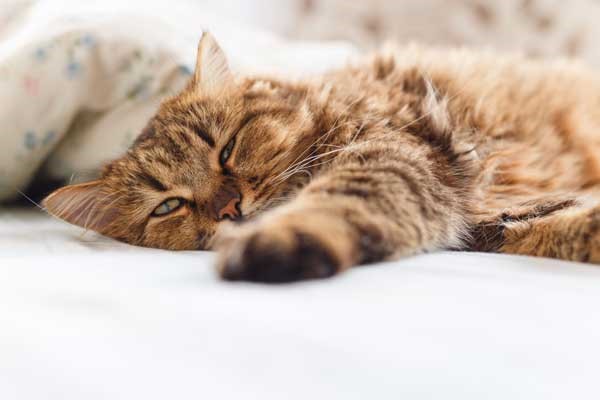 Pros and Cons of Feeding CBD Oil Treats to Your Cat