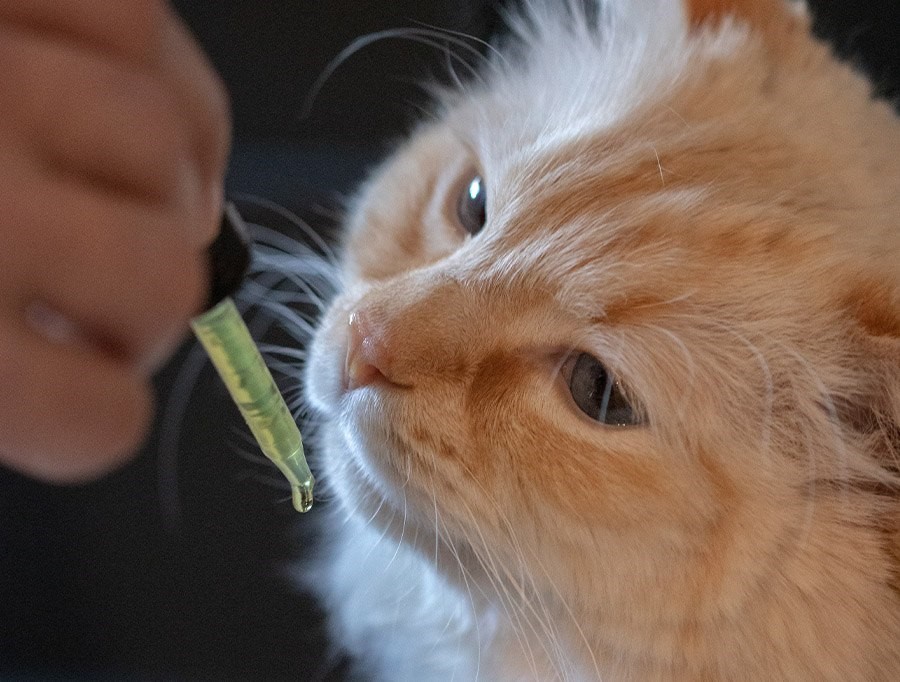 Pros and Cons of Feeding CBD Oil Treats to Your Cat