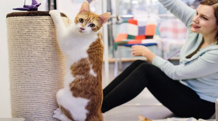 The Best Time to Teach Your Cat to Use the Scratching Post