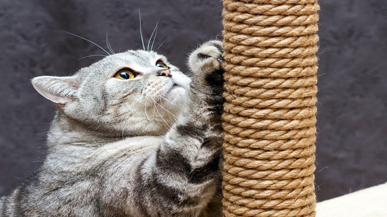 The Best Time to Teach Your Cat to Use the Scratching Post