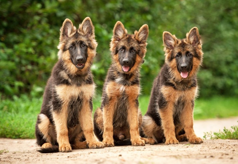 Cleveland German Shepherds Intro