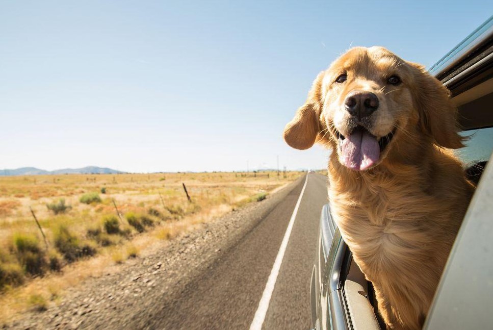 Pet Travel: Unleashing the Joy of Journeys with Your Furry Friends